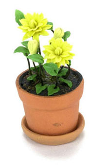 FCAB8174 - Monarda In Pot, Yellow