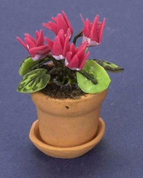 FCAB8183HP - Cyclamen In Pot, Hot Pink