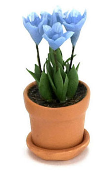 FCAB8186BL - Gentianasino In Pot, Blue