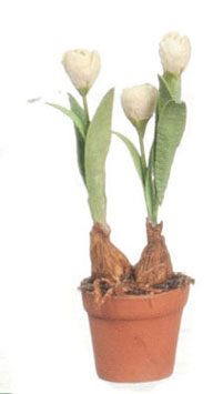 FCMR1026B - Tulips In Terra Cotta Pot, Gn