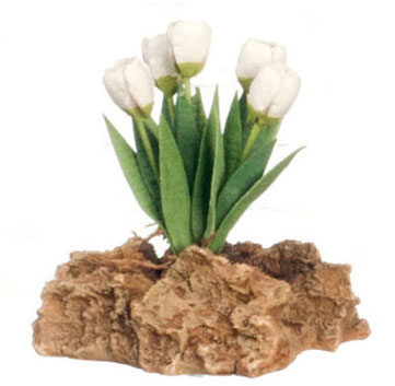 FCMR1027A - Tulips Plant On The Rock, Wh